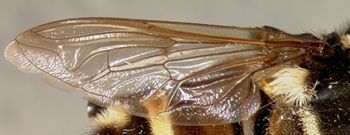 Media type: image;   Entomology 23786 Aspect: wing